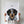 A person holds a Modern Vector Art poster with a detailed black, brown, and gray dog illustration and the name TEDDY above its head—a perfect pet memorial or pet lover gift. The background is plain and light-colored.
