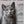 Custom Pet Magazine Covers: A MEOWGE cover with a gray, green-eyed cat—ideal for pet art lovers. Headlines include playing fetch, best treats, picking collars, and tips for ball and frisbee games.