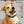 Custom Pet Magazine Covers feature your happy tan dog with a white chest and blue collar as the celebrity, starring in playful, pet-themed articles—perfect as a gift for pet lovers or inspiration for custom pet portrait artwork.